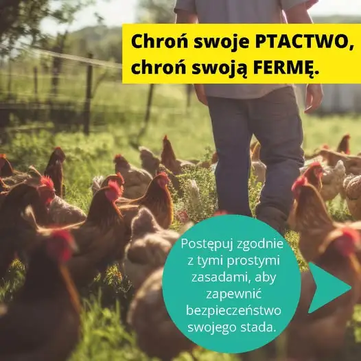 EFSA przypomina: jak chronić drób przed chorobami zakaźnymi