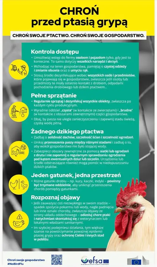 Ptasia grypa: jak chronić drób? Kluczowe zasady bioasekuracji